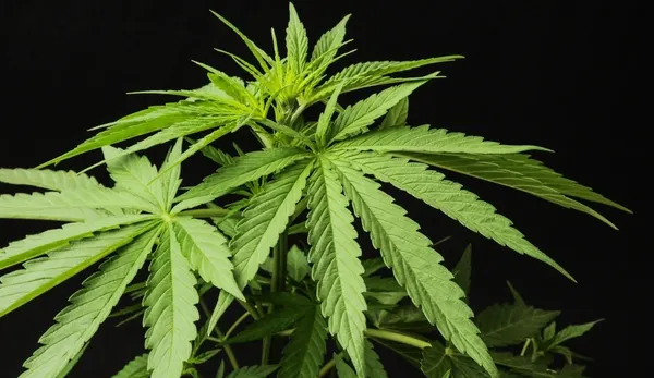 Criză de canabis în Canada, la o zi de când a fost legalizată
