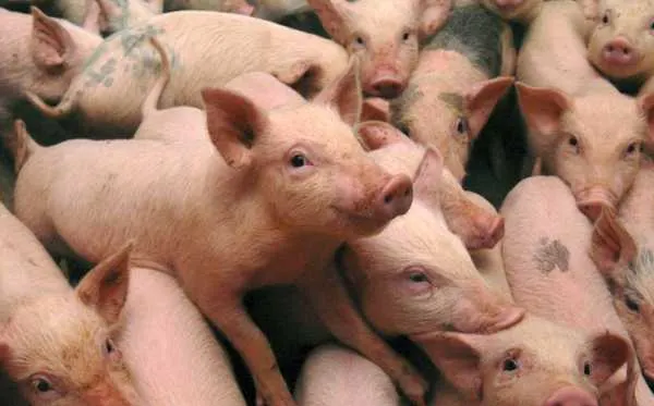 Un nou focar de pestă porcină africană în județul Constanța. Toți porcii vor fi sacrificați