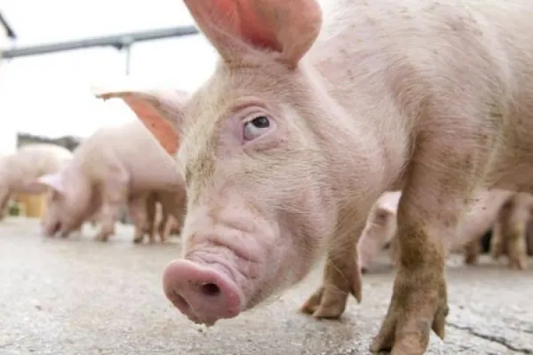 Încă un focar de pestă porcină în Argeș