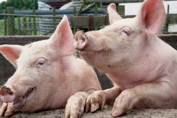 Aproape 200 de porci sănătoşi şi-au găsit sfârşitul în urma unui accident rutier
