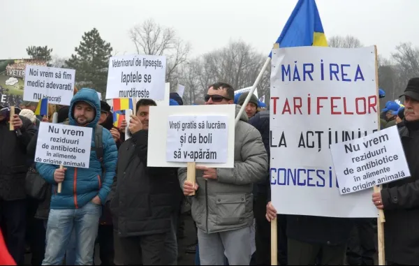 Medicii veterinari protestează la ușa lui Dăncilă. Pesta porcină s-a extins în 17 județe