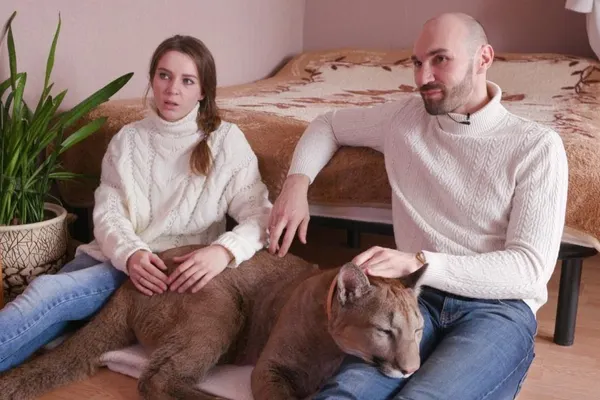 Ca-n Rusia!  Doi tineri trăiesc cu o puma în garsonieră - VIDEO