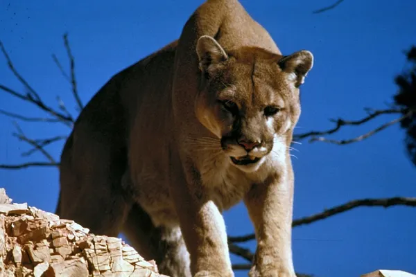 A fost atacat de o puma când făcea jogging. De necrezut: a reușit să o ucidă prin sufocare
