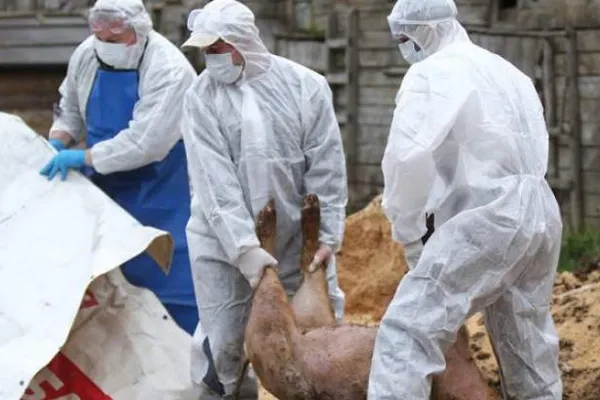 Alertă de pestă porcină în țară! Sunt zeci de focare active