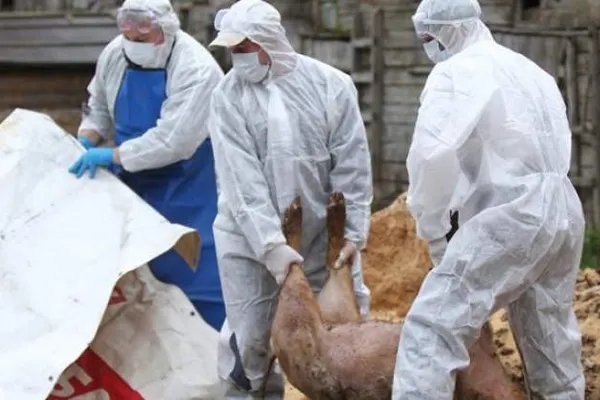 Două noi focare de pestă porcină în județul Constanța
