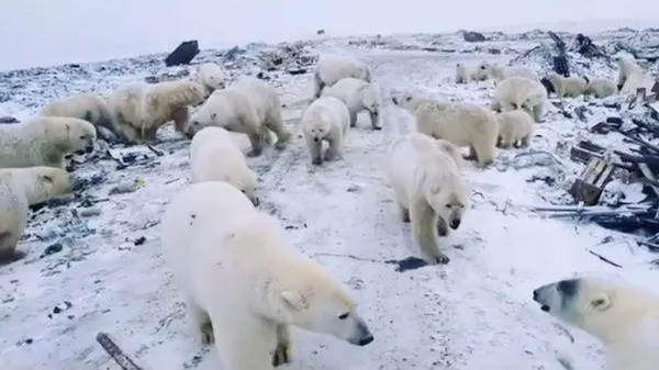 Stare de urgență într-un oraș din Rusia. Motivul este incredibil VIDEO