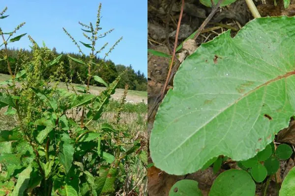 Planta uitată de români. Este "aur" pentru sânge şi ficat