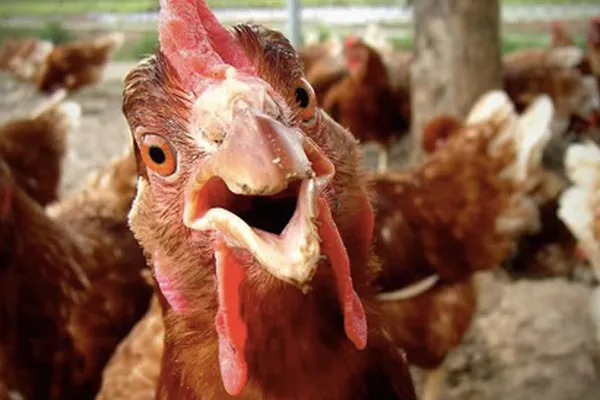 Focar de salmonella în 15 țări UE. Sunt peste 300 de cazuri și un deces. Sursa n-ar fi departe de România