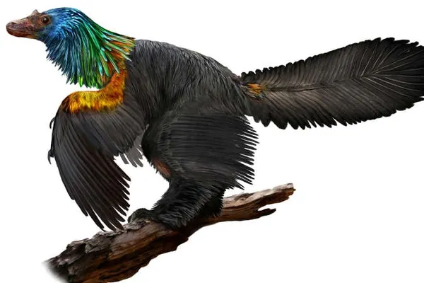 O nouă specie de dinozaur cu pene colorate, descoperită de arheologi