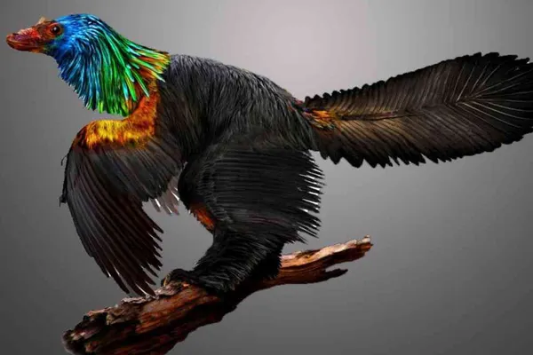 Ce aflăm despre păsările moderne de la dinozaurul „curcubeu”
