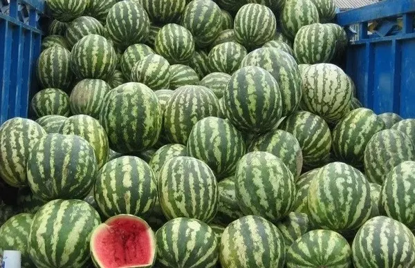 Alertă alimentară în România și toată Uniunea Europeană - Pepeni contaminați proveniți din Maroc