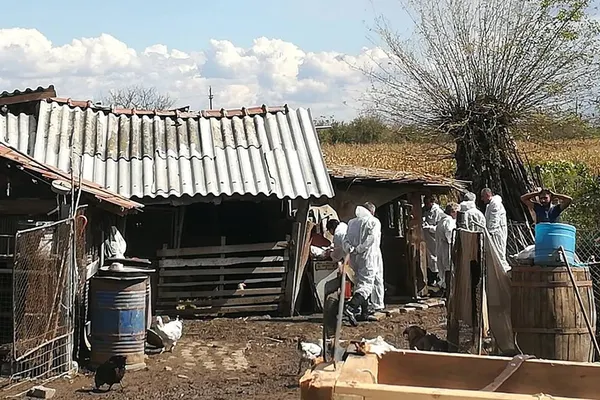 Județul Giurgiu, sufocat de pesta porcină: 43 de focare şi 12 suspiciuni