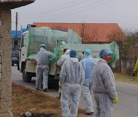 Pesta porcină face ravagii în Dolj. 62 de focare confirmate