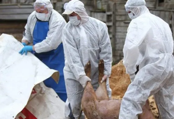 SUTE de focare de pestă porcină africană, ACTIVE în 139 de localităţi din România