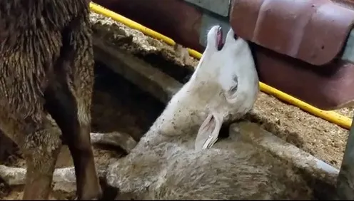 Guvernul României, dat în judecată pentru cruzime împotriva animalelor (FOTO ŞOCANTE)