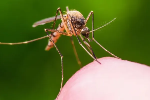 Alimentele ale căror substanțe pun pe fugă țânțarii. Ce să mănânci ca să scapi de pișcăturile insectelor-vampir