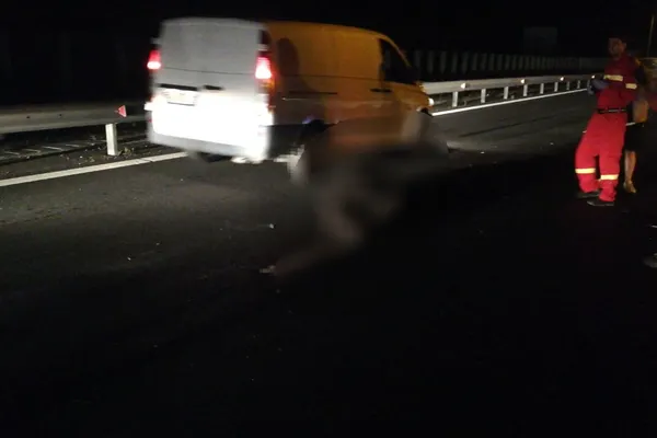 Accident pe Autostrada A1: 4 maşini au lovit un urs. 2 copii primesc îngrijiri medicale