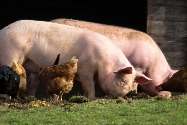 Un nou focar de pestă porcină africană, confirmat într-o localitate din județul Giurgiu