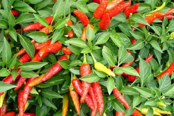 Beneficiile ardeiului iute pentru sănătate pe lângă faptul că îmbunătățește metabolismul și promovează pierderea în greutate