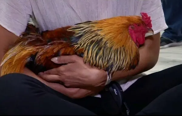 Cocoșul Maurice a câștigat un proces bizar. Lumea a râs