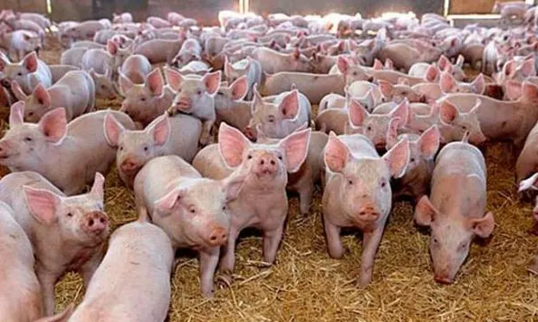 Focar de pestă porcină la o fermă din Mehedinți, în prag de sărbători. Peste 1500 de porci au fost sacrificaţi