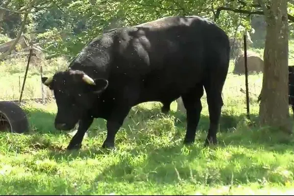Tragedie în Bistrița! Tânăr mort după ce a fost atacat de un taur