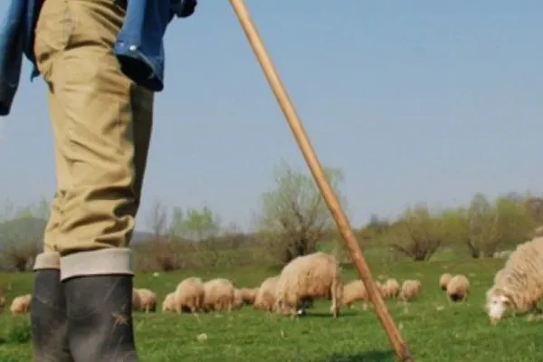 Cioban arestat după ce a violat o minoră de 12 ani. Bărbatul a fost prins cu fata în pat când au descins polițiștii
