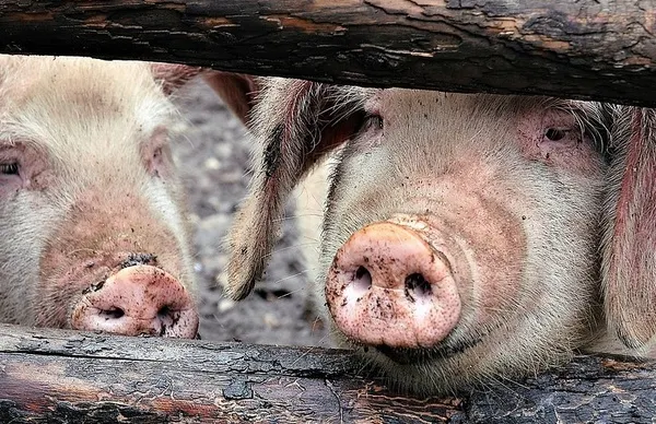 Focar de pestă porcină, confirmat în jud. Covasna. 37 de porci, eutanasiați