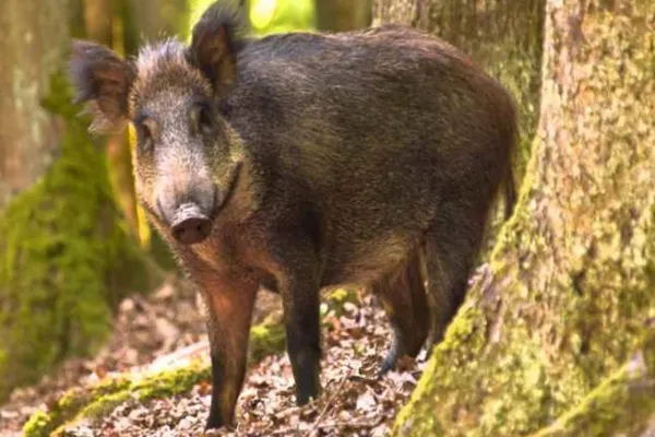 Focar de pestă porcină la mistreţi! Peste 300 de animale vor fi ucise în Argeș