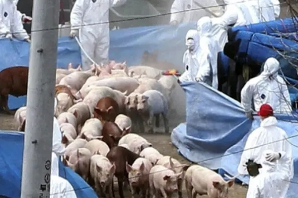 Raport ANSVSA: 626 de focare și 24 de județe cu pestă porcină africană