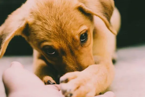 Câine schingiuit și abandonat într-un sat din Botoșani - Dinții animalului au fost polizați cu flexul - Polițiștii îi caută pe făptași