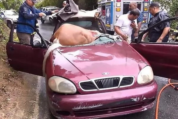 Accident halucinant! Ce s-a întâmplat după ce CALUL a intrat prin parbrizul unui Daewoo