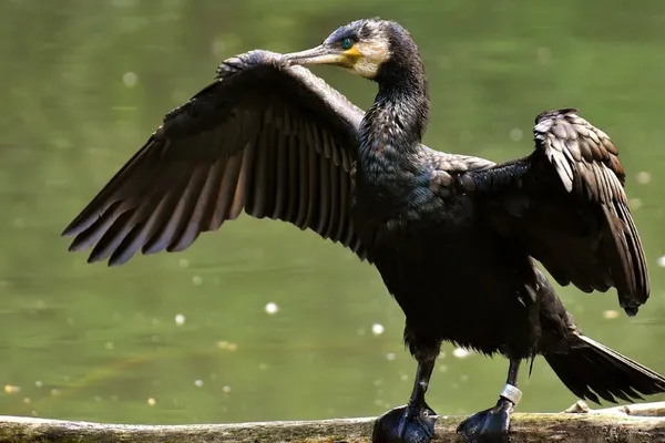 Cormoranii lui Daea fac ravagii și în Guvernul Orban