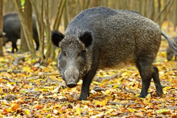 Focar de pestă porcină pe un fond de vânătoare din Hunedoara
