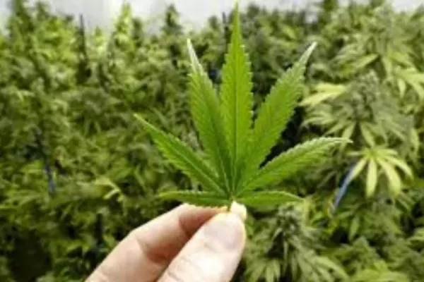 Polițiștii au descoperit 250 de kilograme de plante susceptibile a fi cannabis