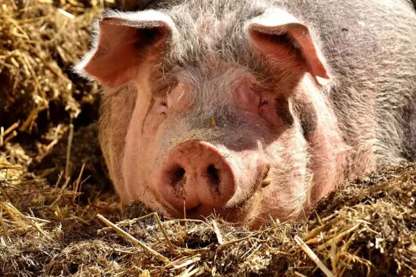 Pesta porcină, a doua problemă a României, după COVID. Unde s-au înregistrat cele mai recente FOCARE