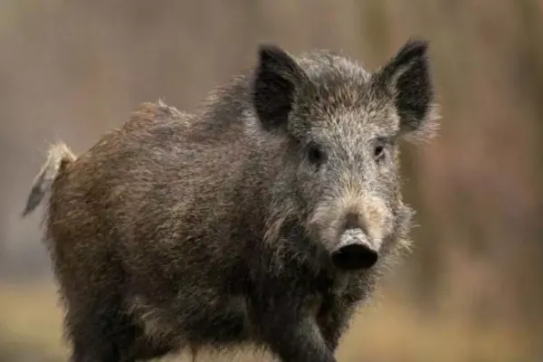 Focar de pestă porcină în județul Timiș. Câte animale au fost sacrificate
