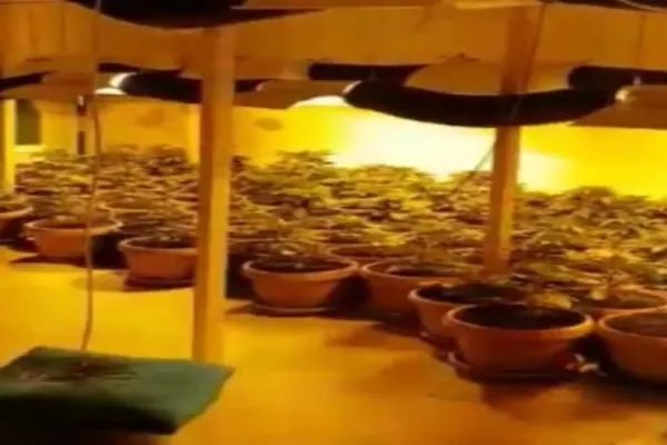 VIDEO O adevărată plantație de cannabis, într-o casă din Constanța. Ce au mai găsit polițiștii