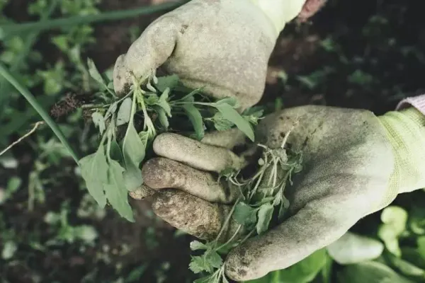 Alertă în Germania! 13 muncitori români plecați la muncă au dispărut. Toți se aflau în carantină
