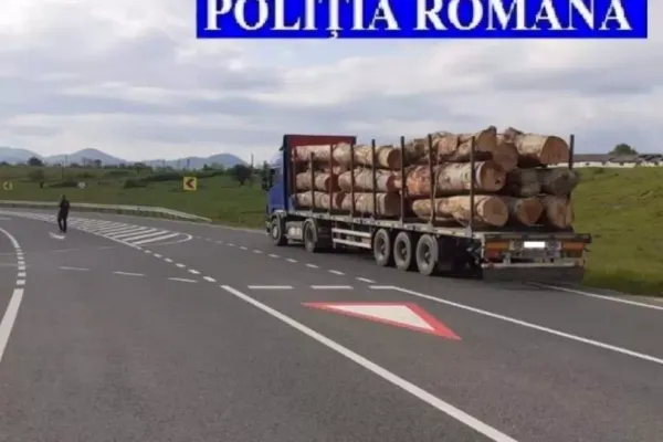 Mai multe transporturi ilegale de lemn depistate de polițiștii deveni în urma unor filtre rutiere și verificării unor firme