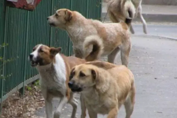 Focar de rabie, descoperit după ce un câine, care a mușcat doi oameni, a MURIT