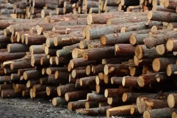 Proiectul privind TVA de 5% pentru lemnele de foc, APROBAT în Camera Deputaților - Ajutor pentru mulți români