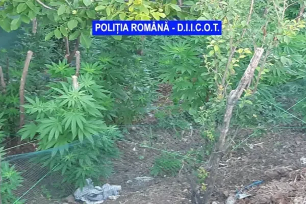 Cultură de cannabis outdoor, descoperită de polițiști în Mehedinți