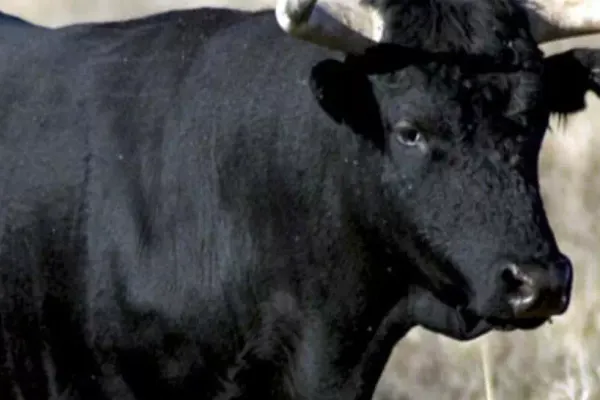 Un fermier a MURIT după ce a fost atacat de un taur