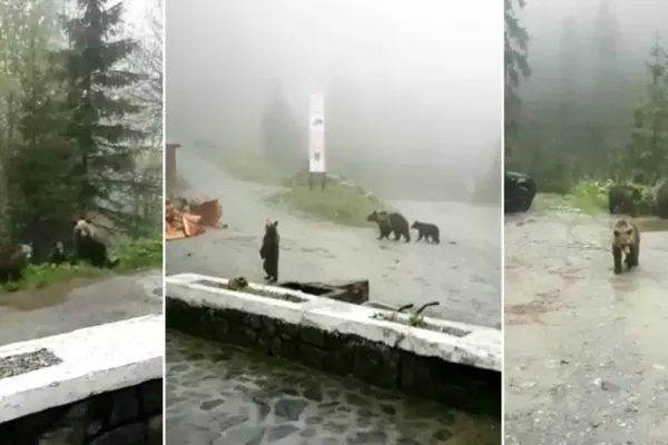 VIDEO Urșii au invadat cabanele și chioșcurile de pe Transfăgărășan