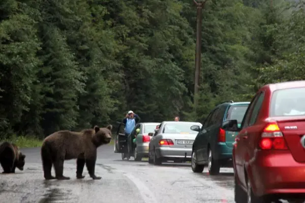 Doi turiști din Ucraina, atacați de urși lângă Castelul Peleș din Sinaia