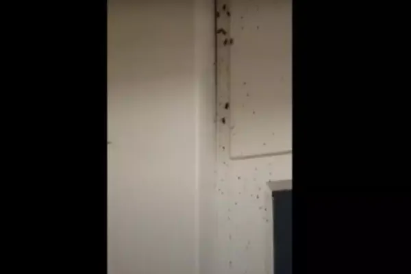 VIDEO Români umiliți în Germania, ținuți într-un centru de carantină COVID cu gândaci și mizerie