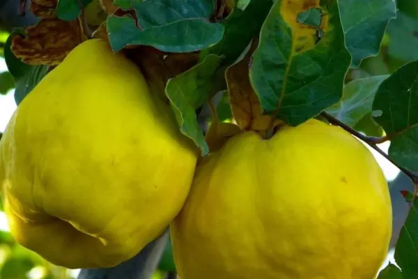 Păstrează peste iarnă frunzele de gutui. Au proprietăţi fantastice pentru sănătate