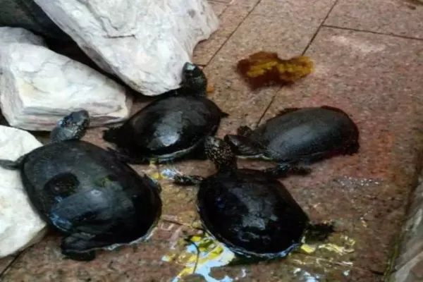Zeci de broaște țestoase, ținute captive într-un restaurant din Timișoara