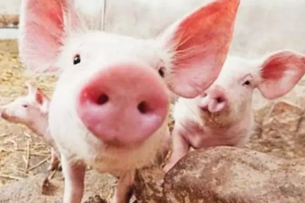 591 de focare de pestă porcină africană, active la nivel național. Ce spune ANSVSA